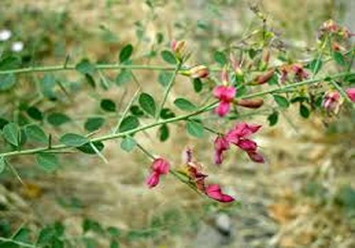 تصویر 1 از خرید و قیمت ترنجبین گیاه خارشتر + فروش صادراتی